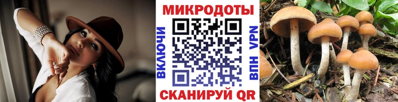 мориарти формула Сокол Псилоцибиновые грибы Cubensis